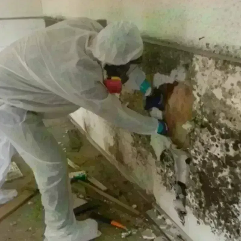 Mold Remediation and Removal in Crestwood, IL